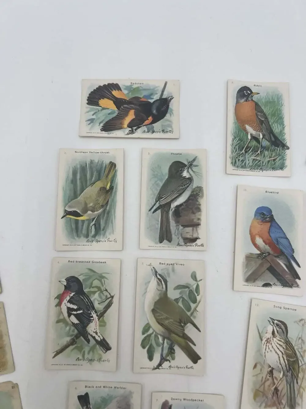 Vintage Arm & Hammer Church & Dwight Advertising Trade Cards Lot 28 Birds Fish